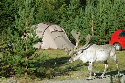 Sörälvens Fiske Camping