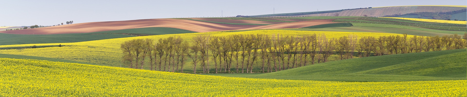 Header Image