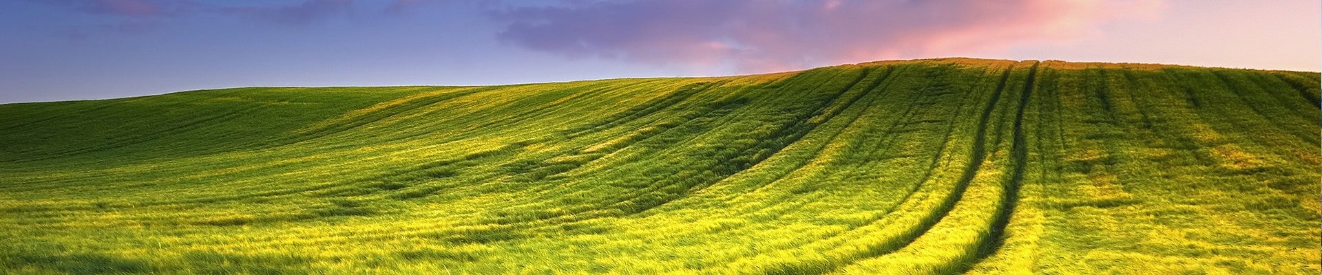 Header Image