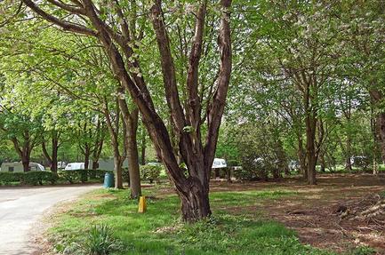 Scragged Oak Caravan Park