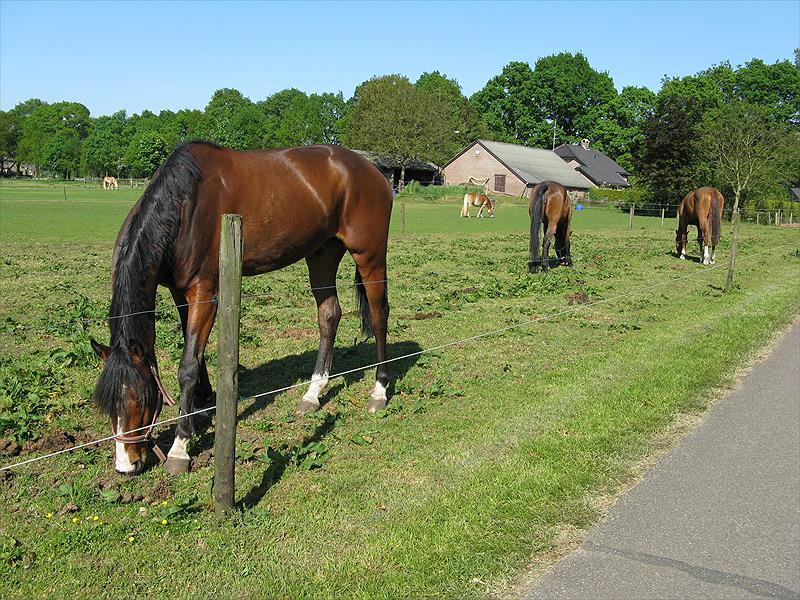 Campsite De Goldberg