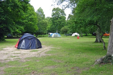 Hollands Wood Camping in the forest