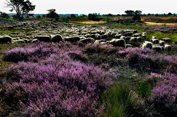 Camping De Somerense Vennen