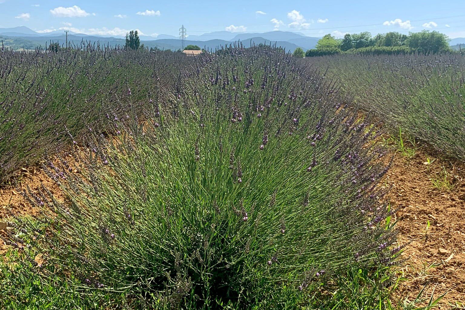 Flower Camping La Pinède