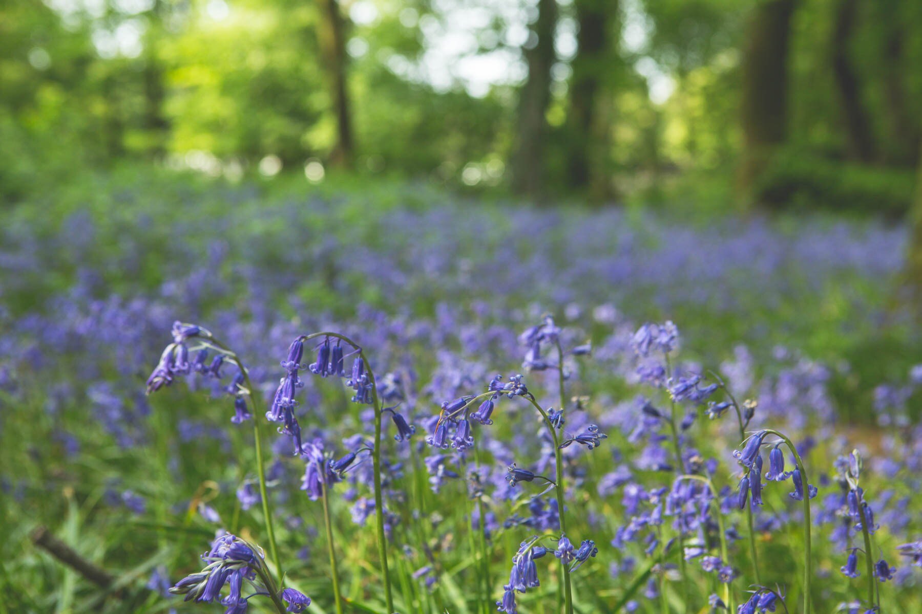 Forest Glade Holiday Park