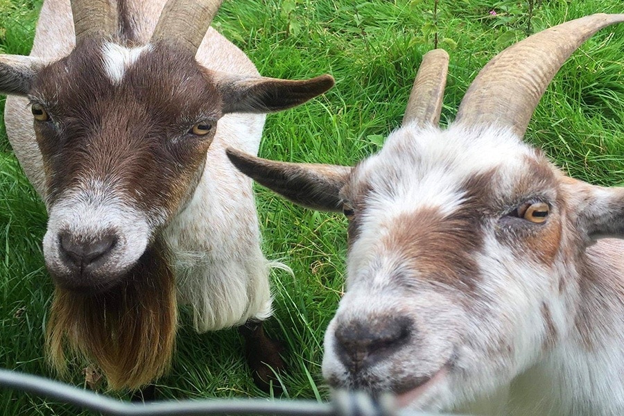 Lower Lacon Caravan Park