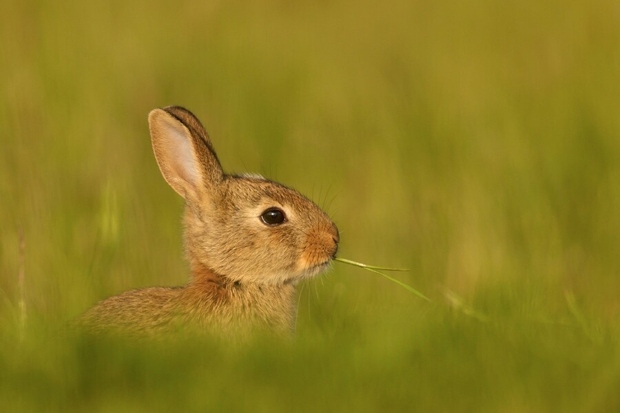 Camping Le Nid du Parc