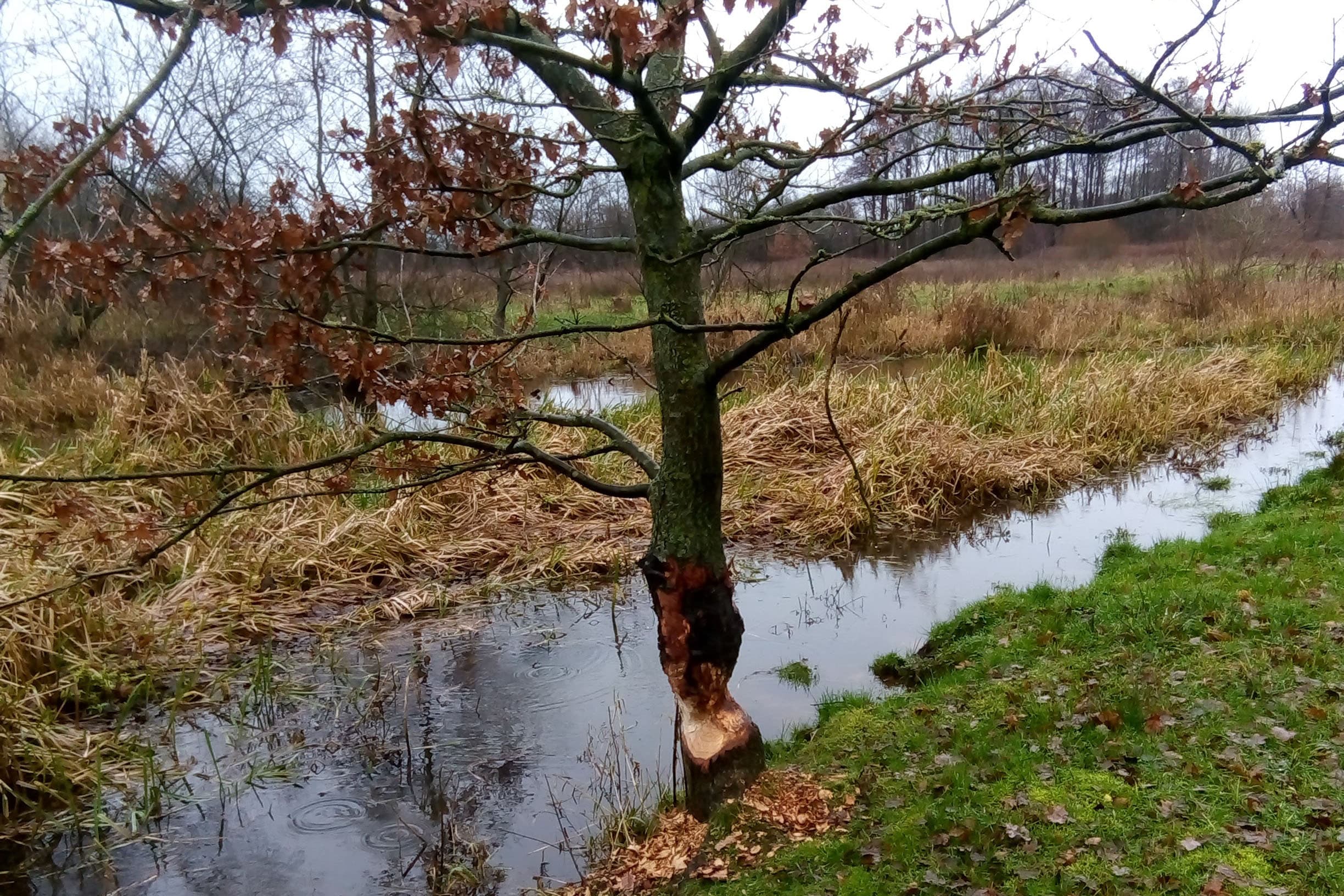 Camping De Kasteelse Bossen