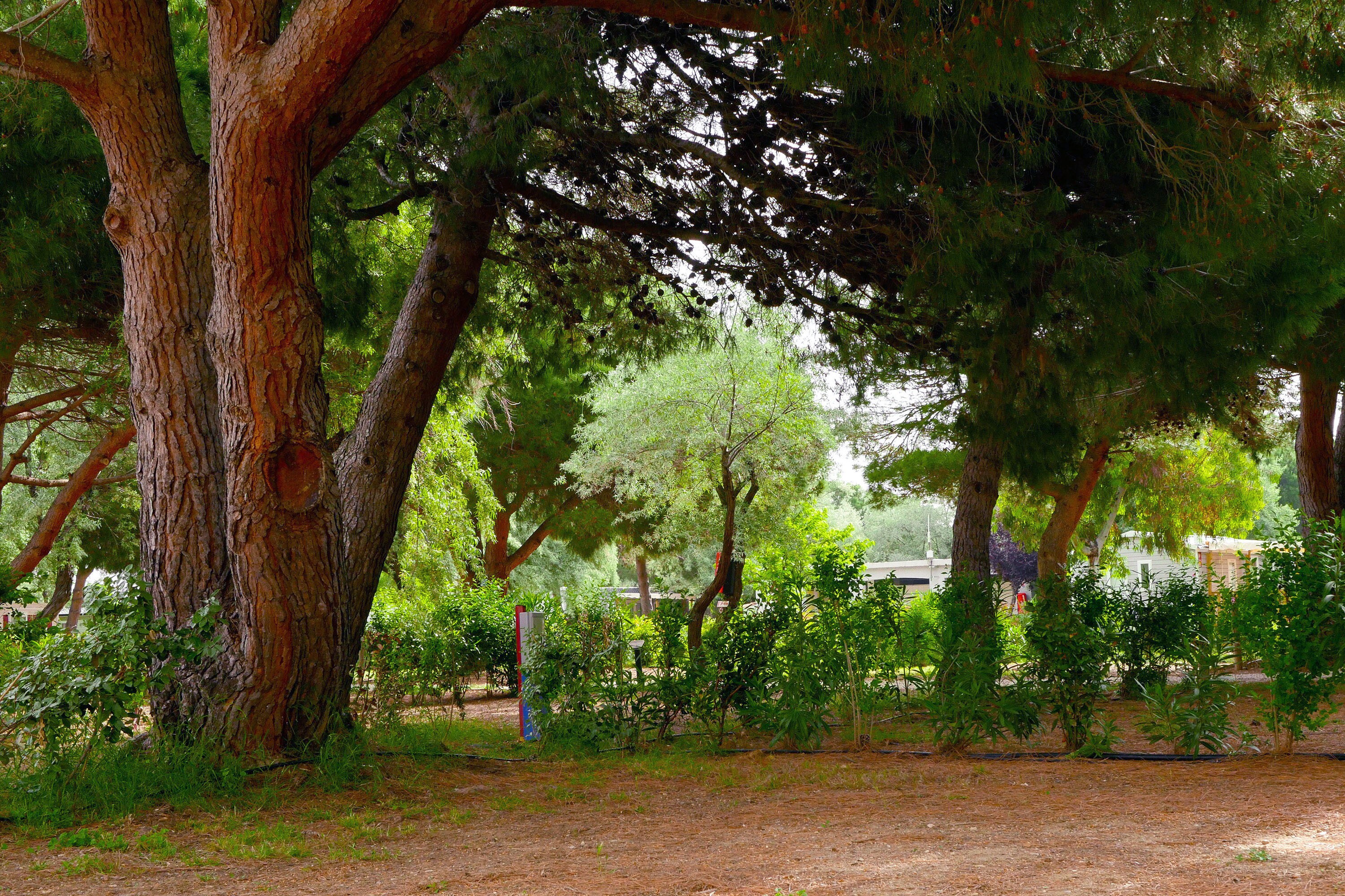 Camping Les Flamants Roses