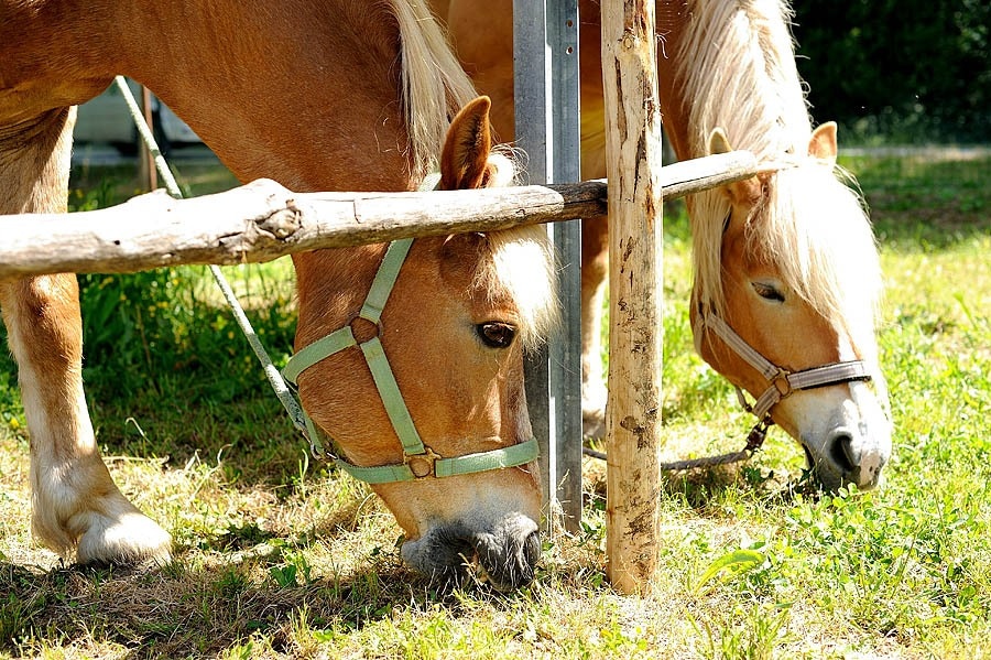 Camping Lago Le Tamerici