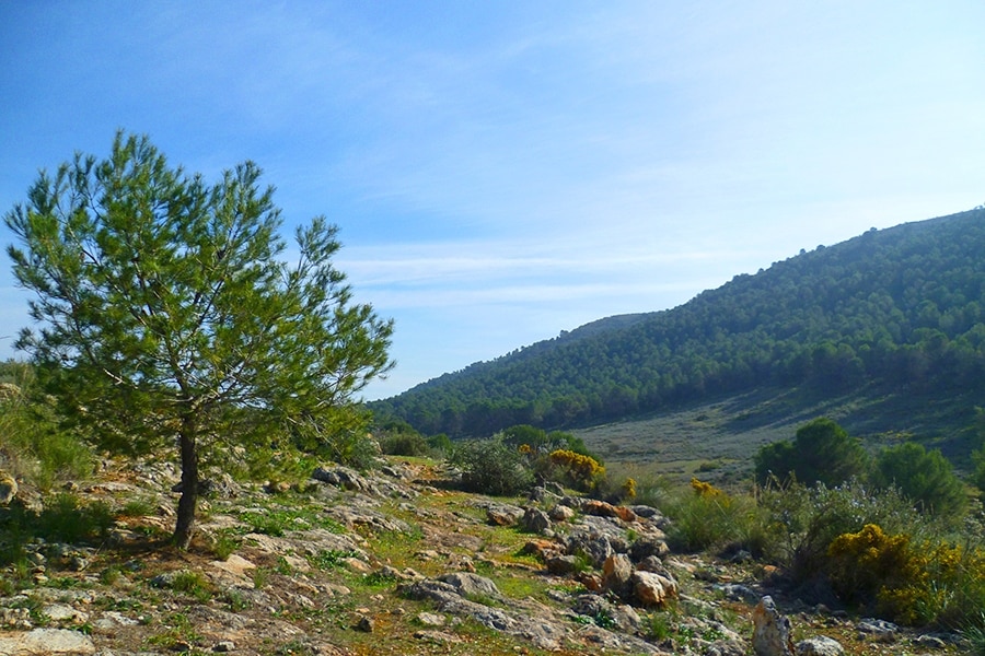 Camping La Sierrecilla