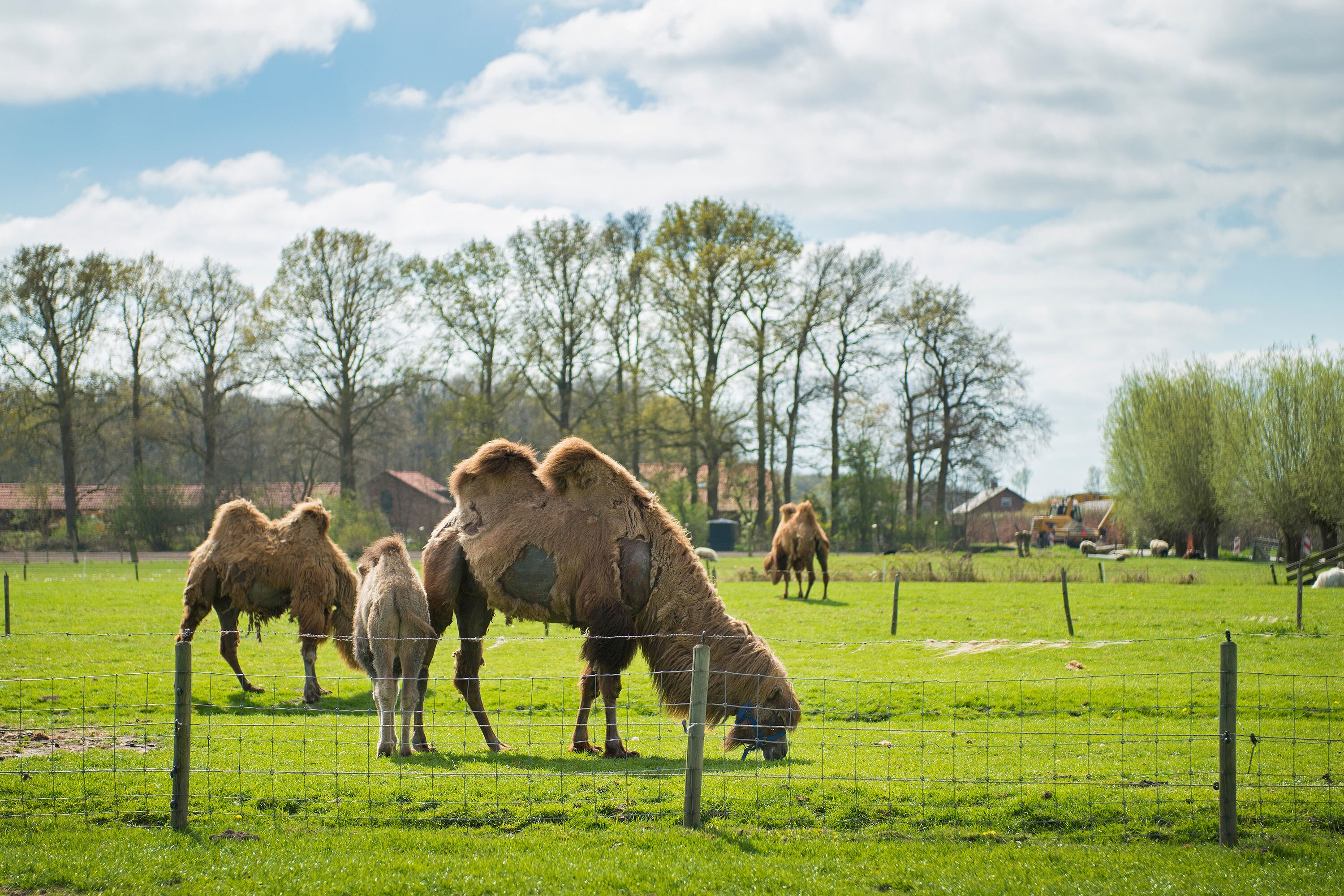 Camping Boerderij de Boterbloem