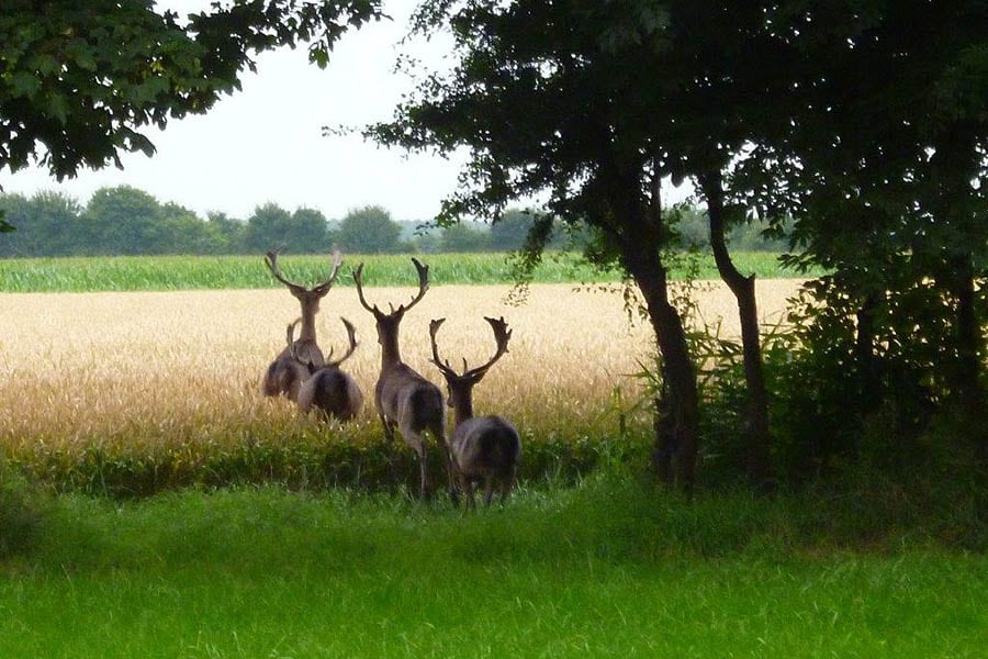 Minicamping Hoekvliet