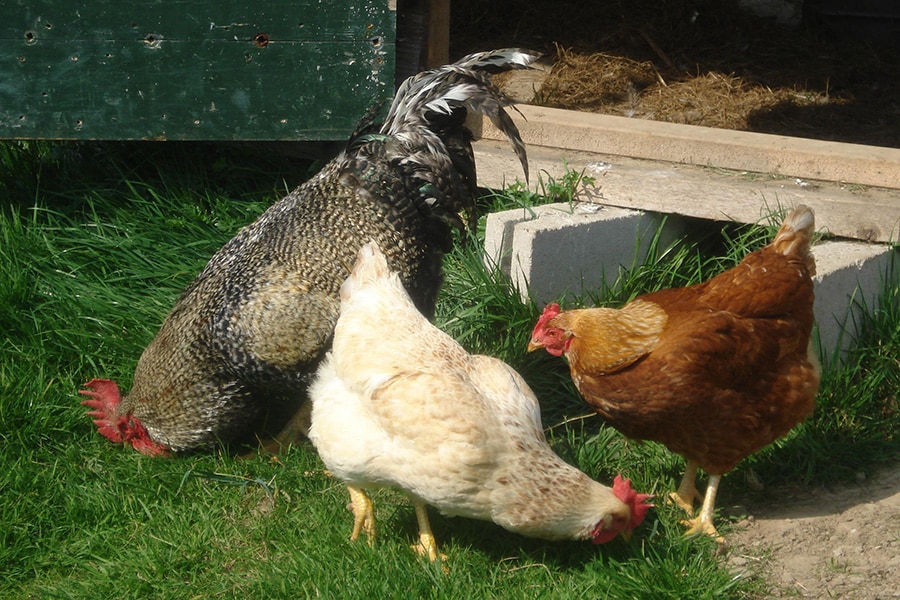 Boerencamping Remmelink