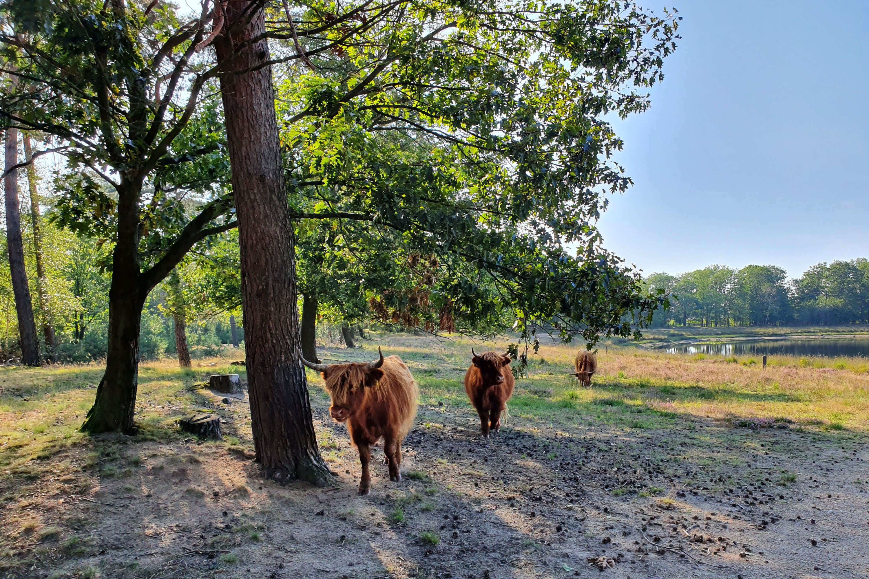 Camping De Somerweij