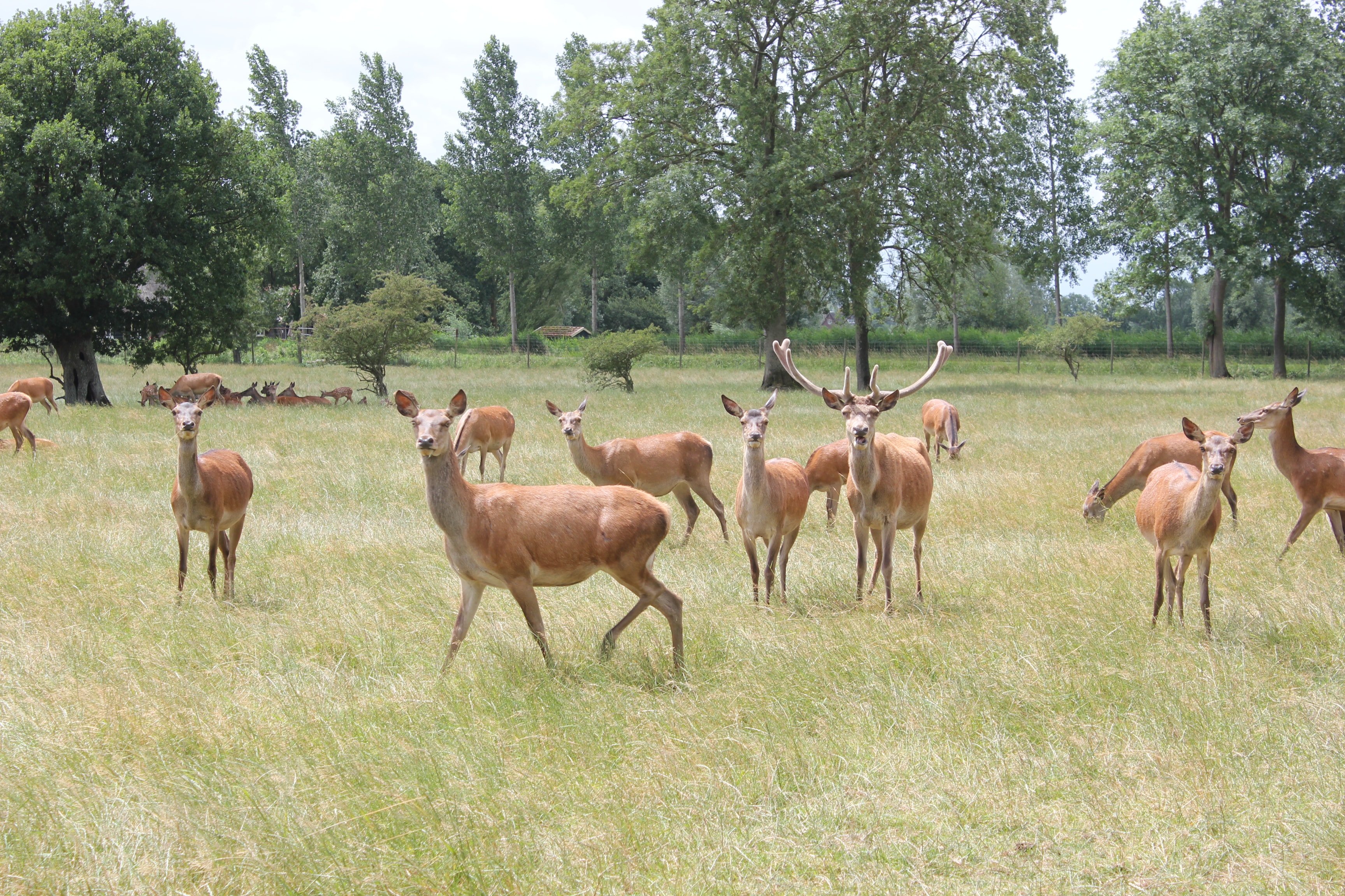 Recreatie- & Hertenboerderij De Weerd