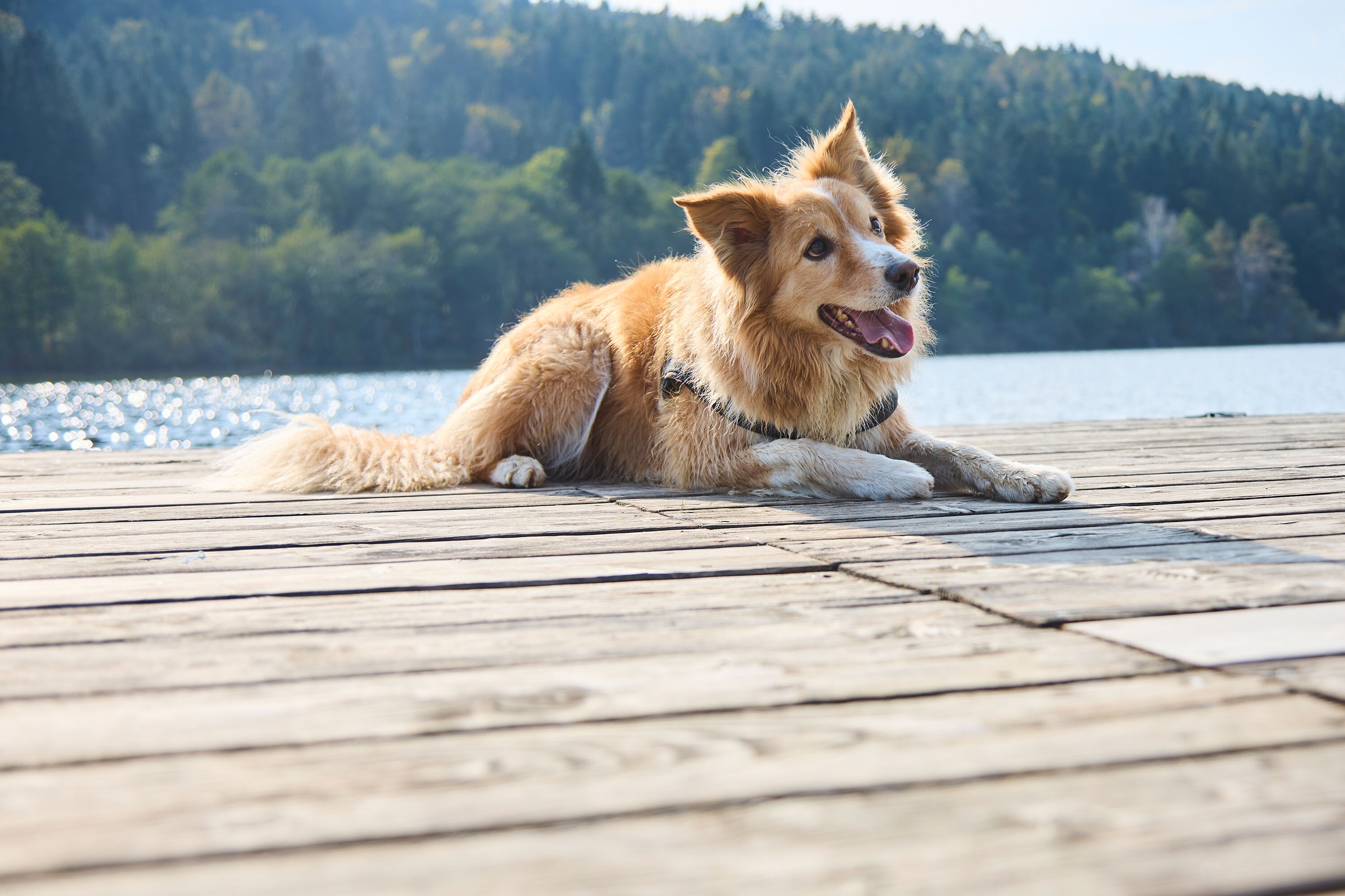 Camping Hafnersee, managed by Falkensteiner