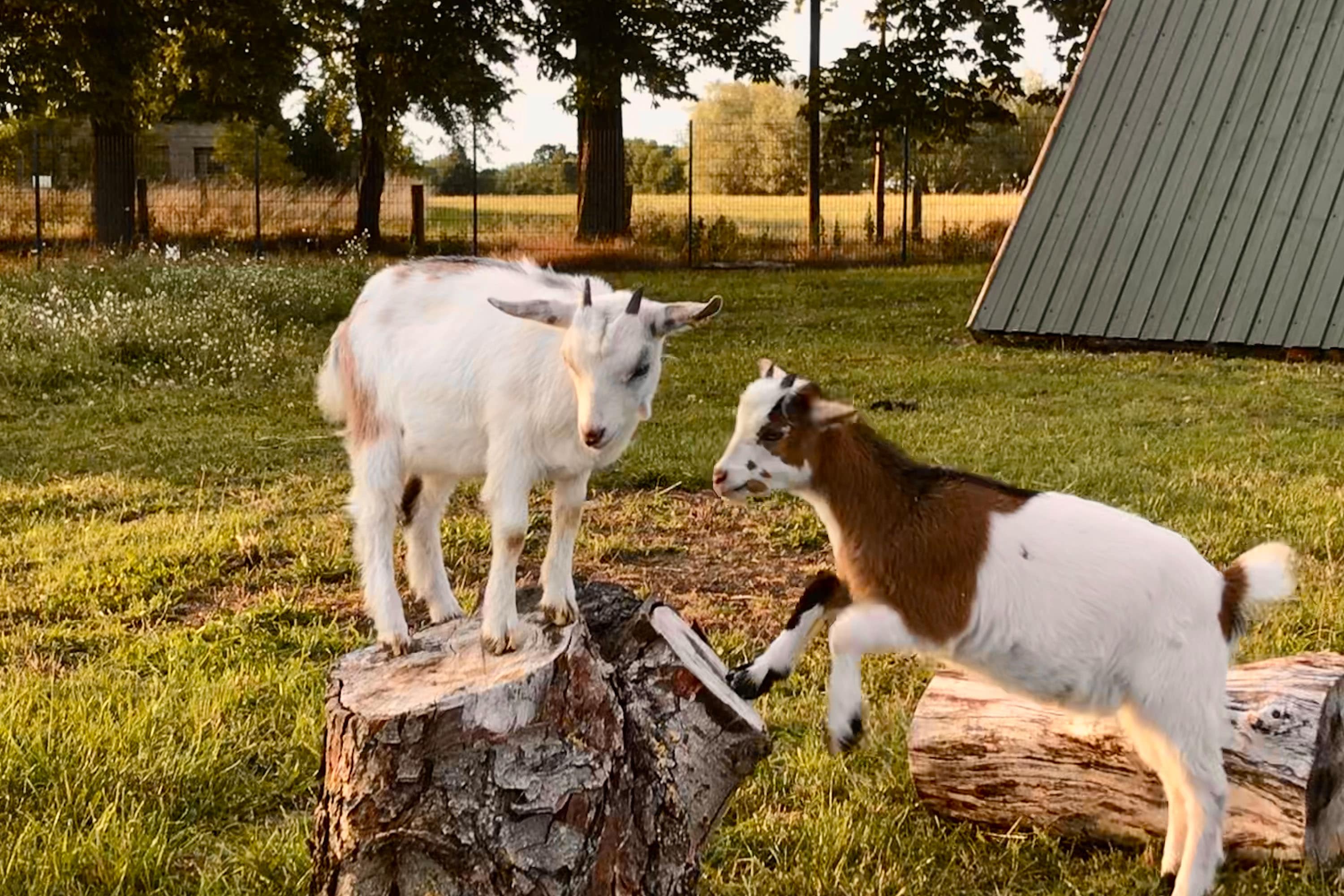 Seeweide Naturcamping Penzlin