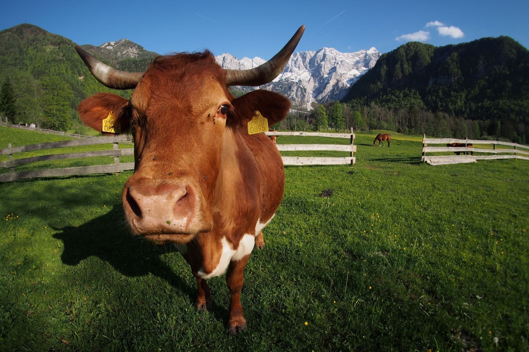 Camp Senkova Domacija