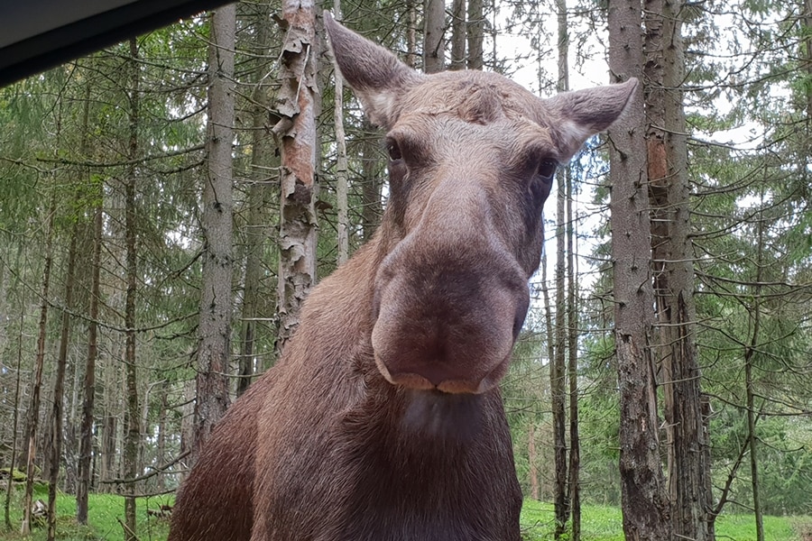 Camping Den Sovande Älgen