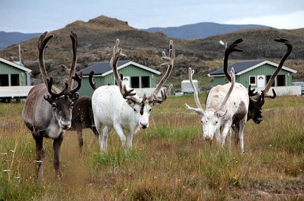 NAF Nordkapp Camping
