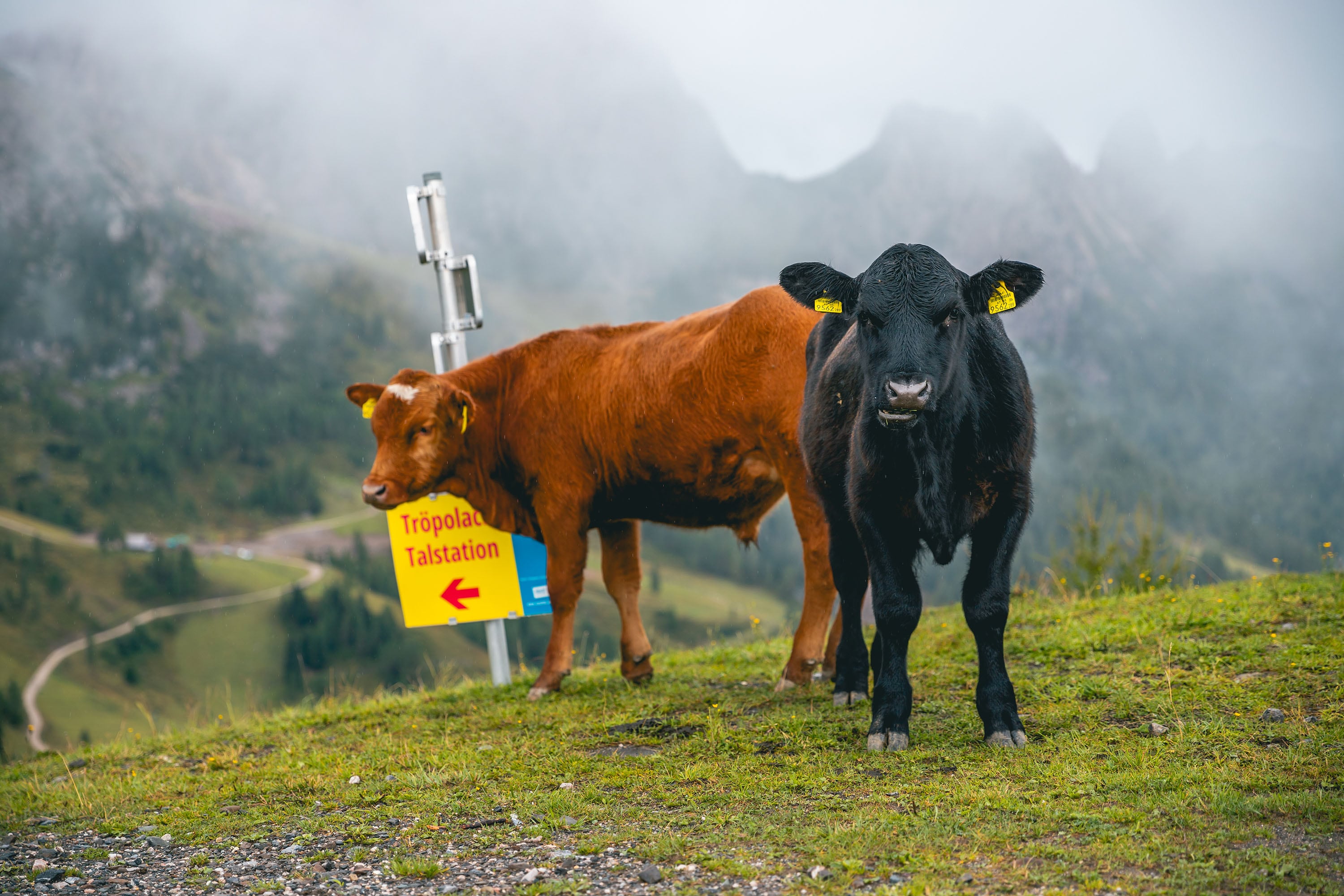 EuroParcs Presseggersee