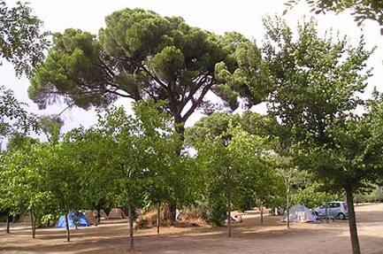 Camping Osuna