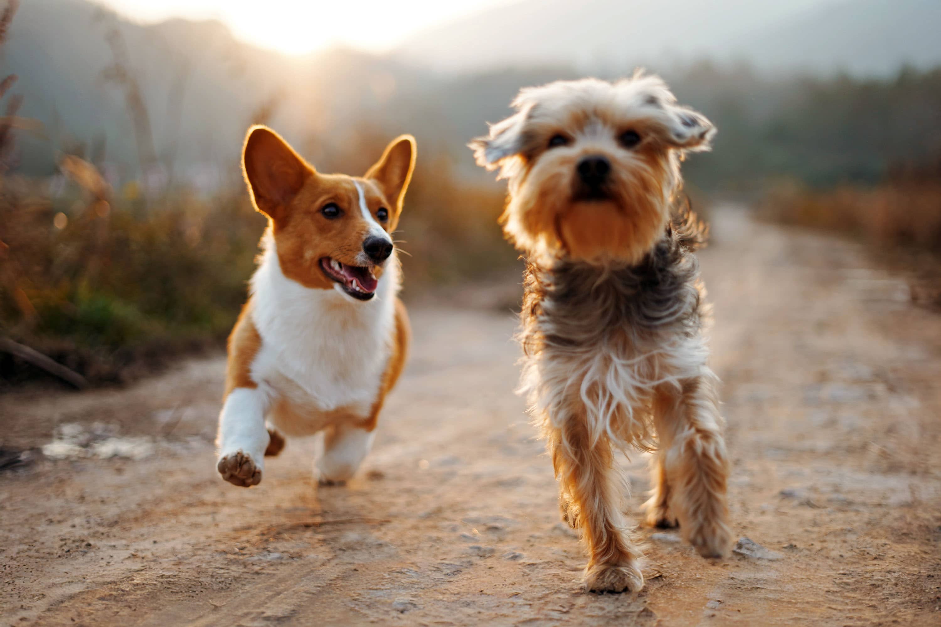 Kalmar Camping Rafshagsudden