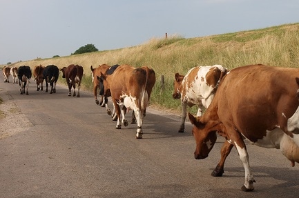 Camping Zeevangshoeve