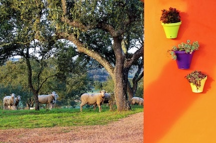 Camping Puro Alentejo