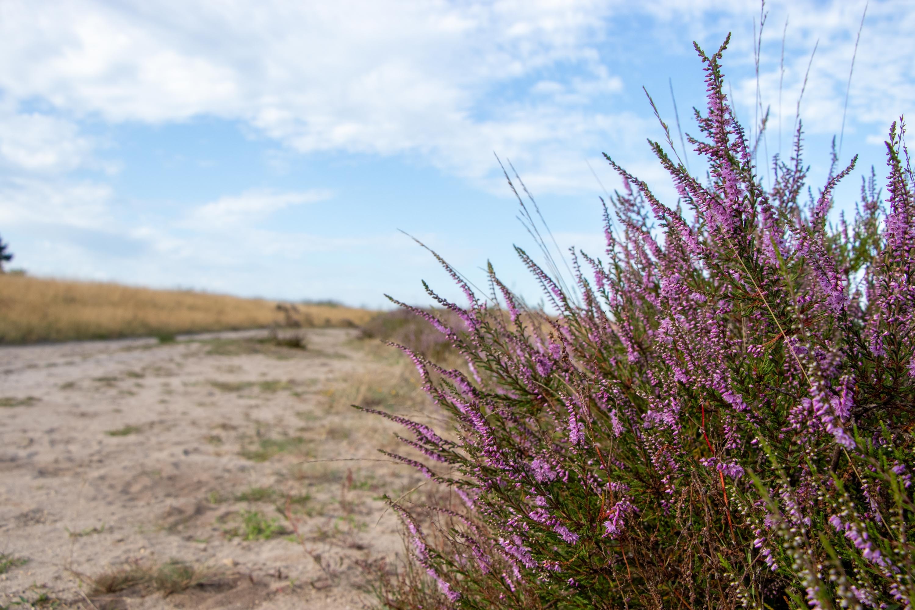 Heidepark Veluwschkarakter