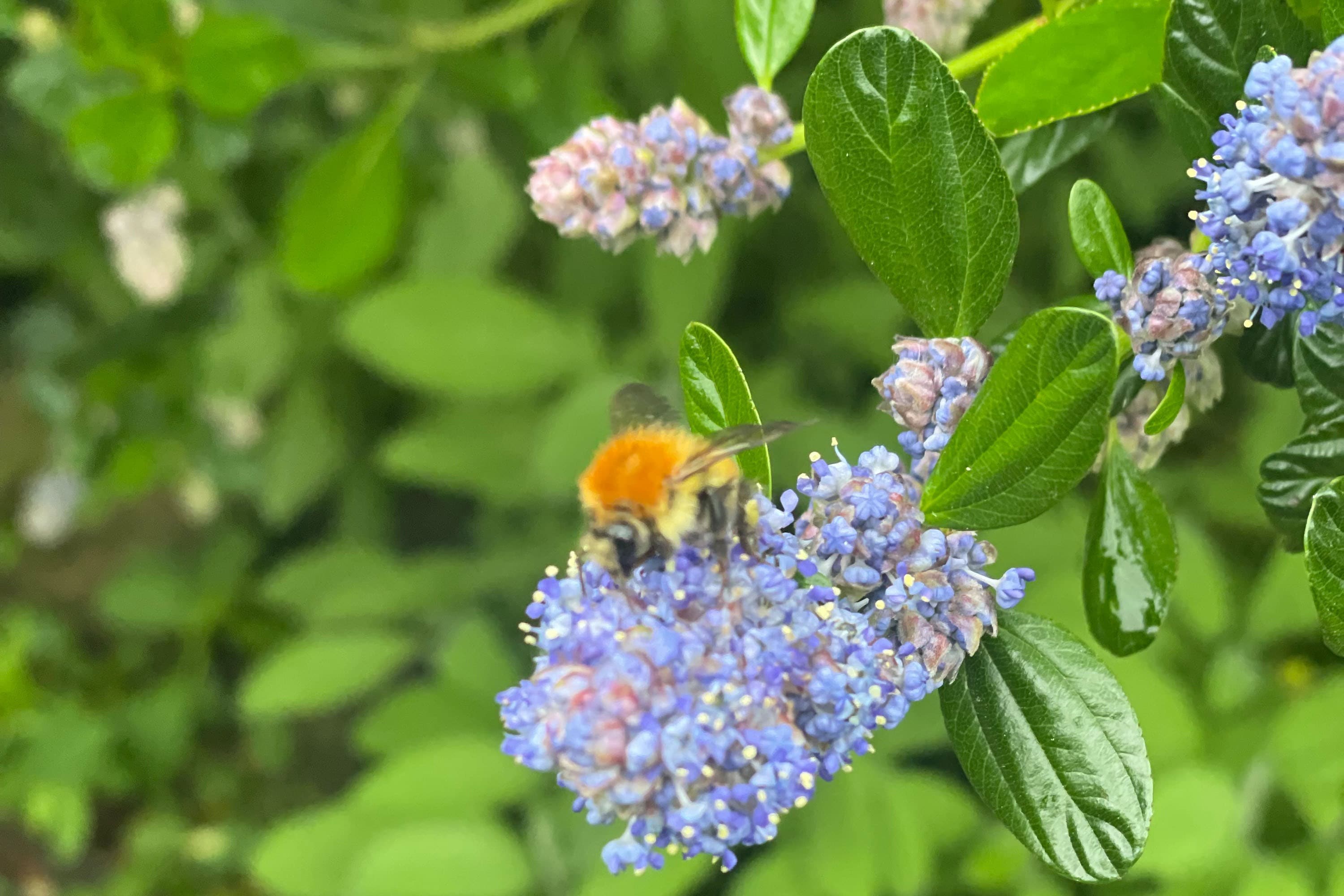 Flower Camping La Pibola