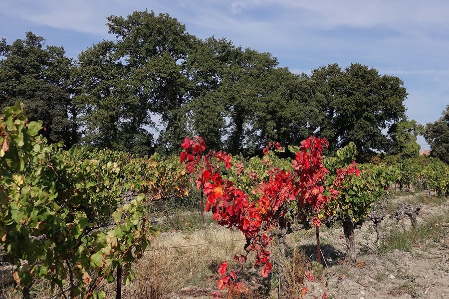 Flower Camping Les Rives de l'Aygues