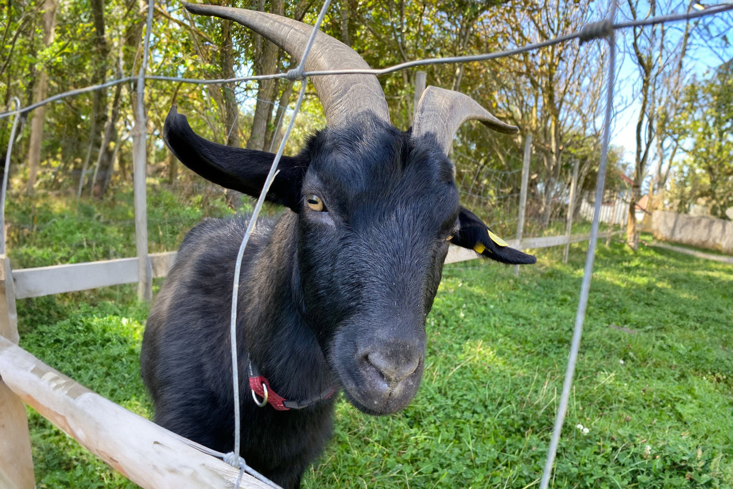 Løkken Vestkyst Camping