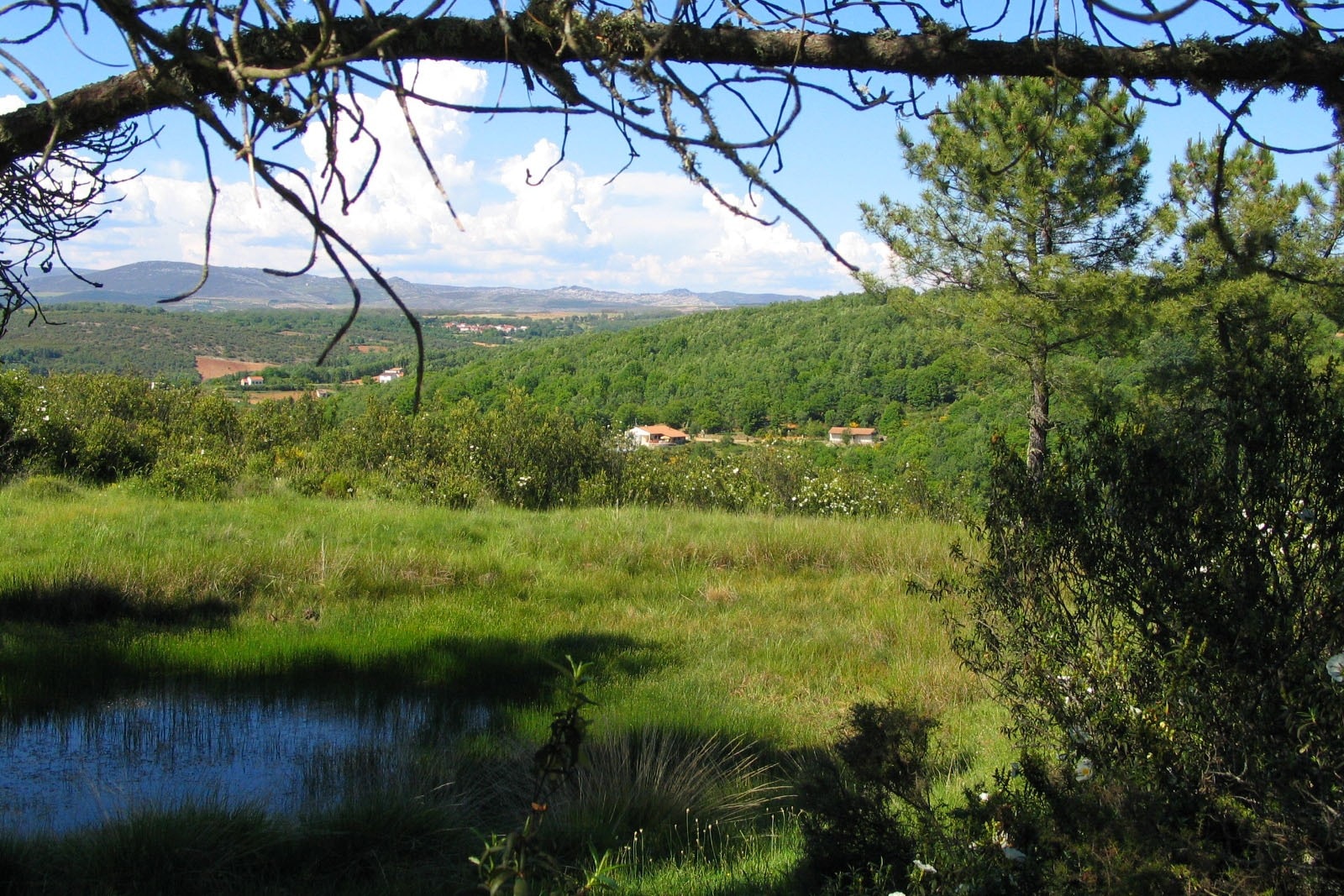 Cepo Verde