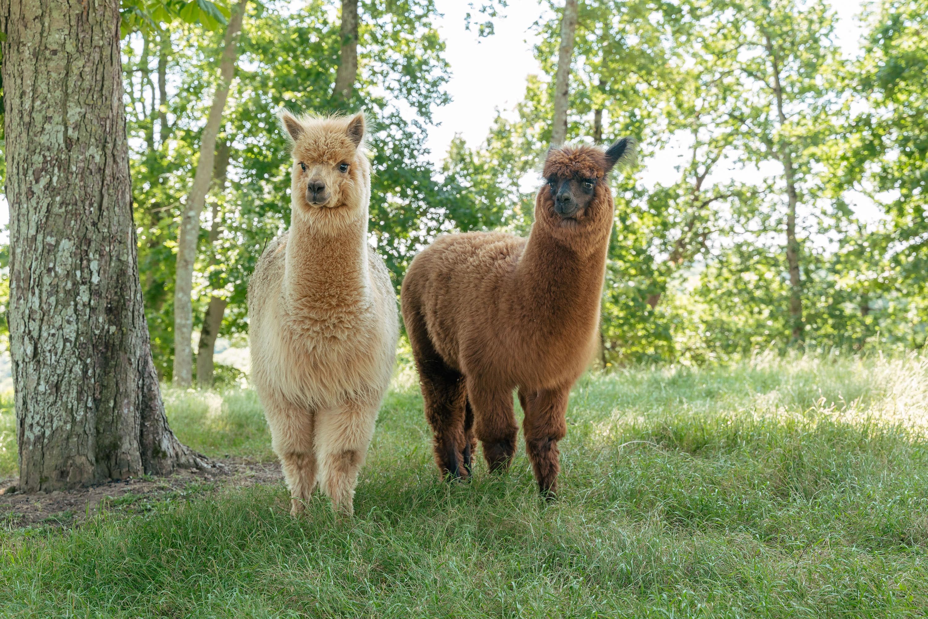 Flower Camping de La Hallerais