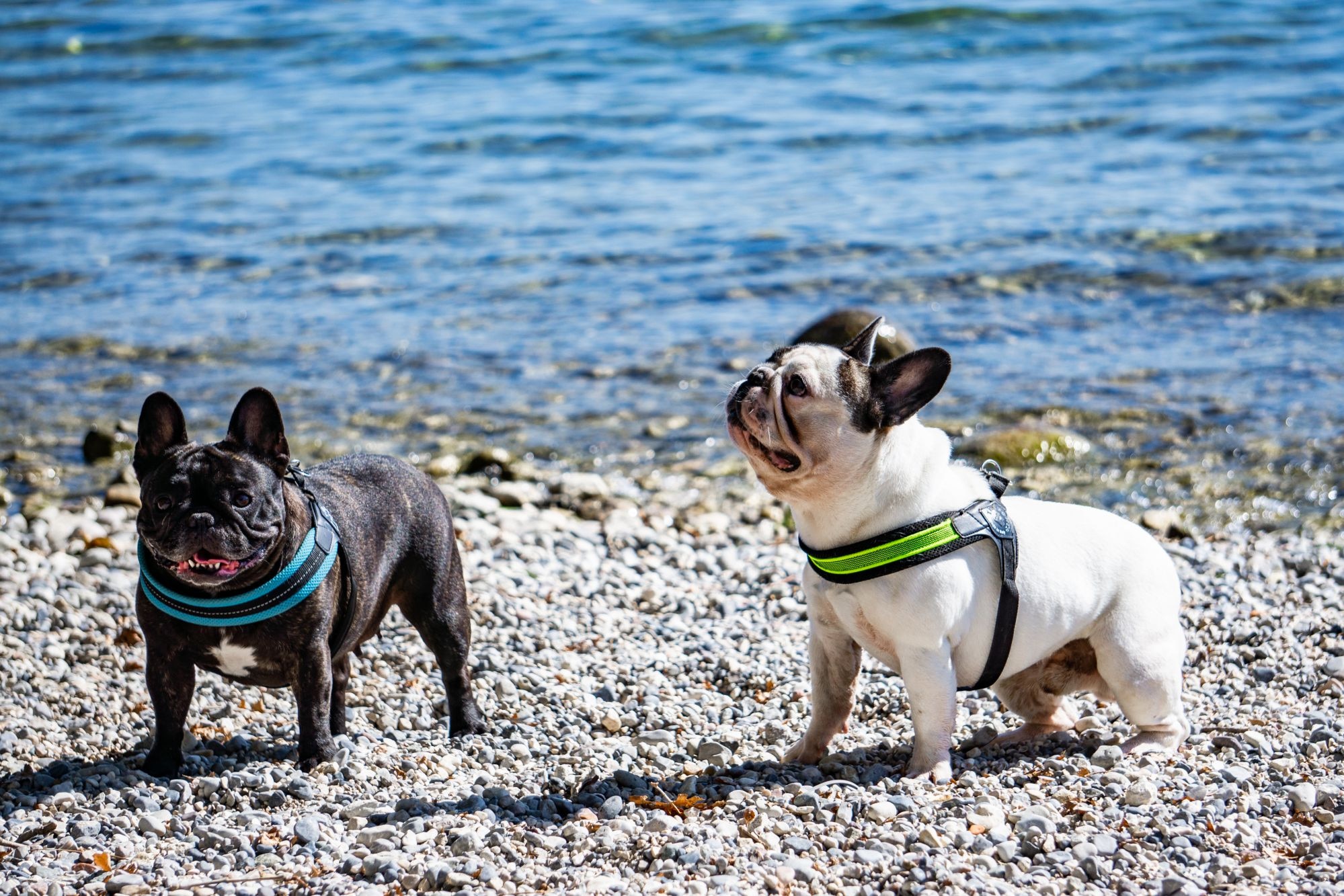 Camping Europa Silvella