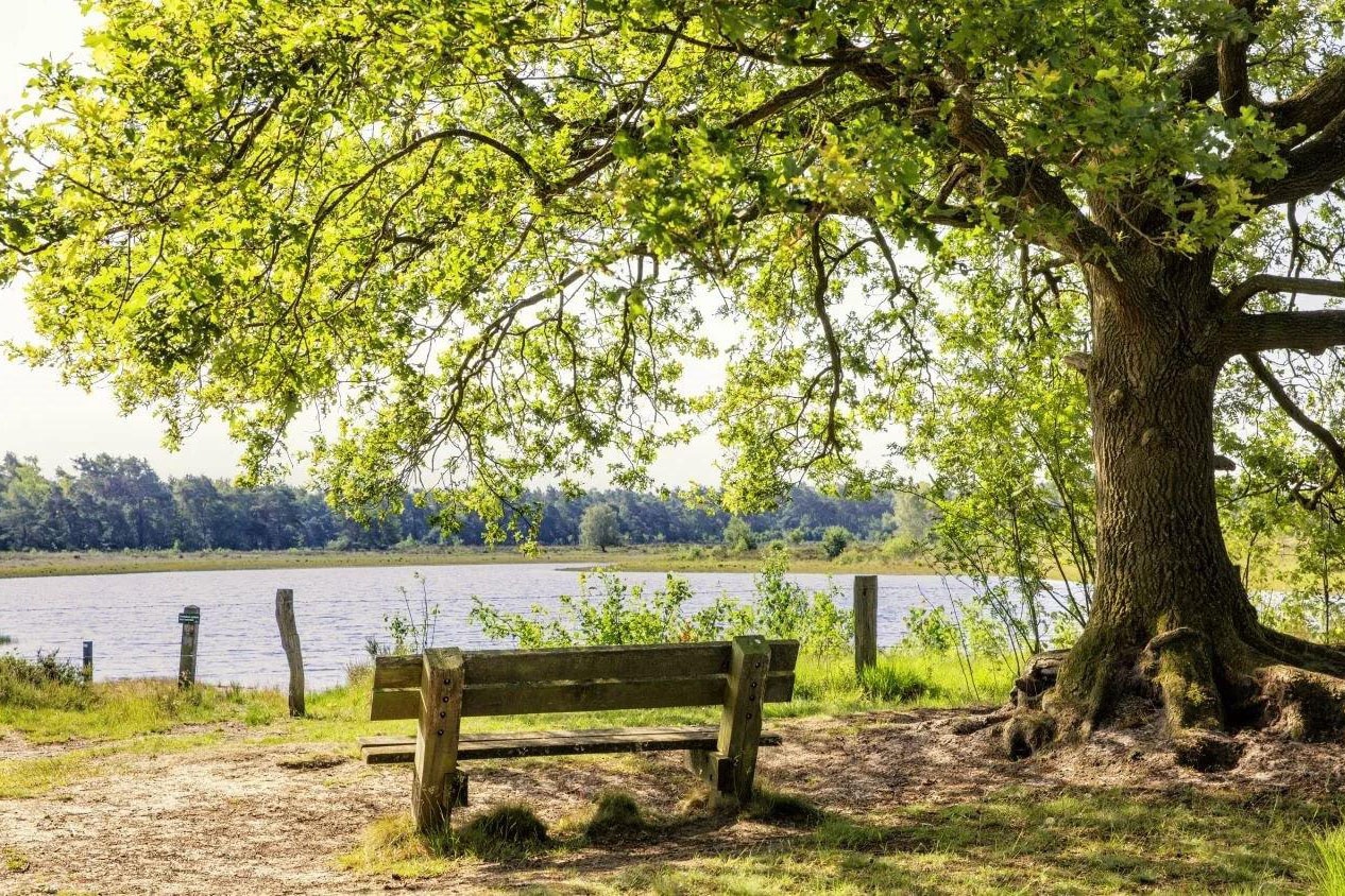 Camping De Rammelbeek