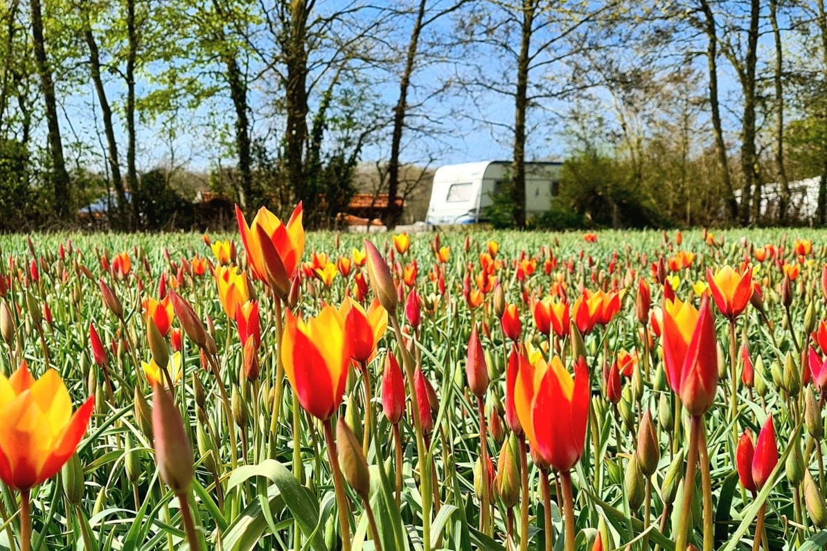 Camping 't Bullekroffie