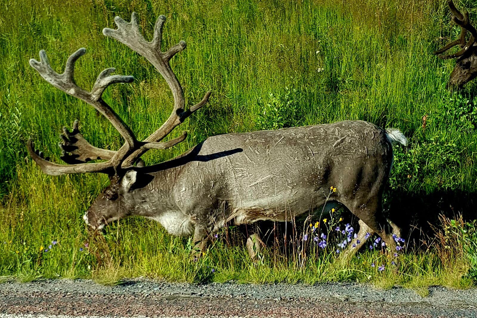 Camping Nederhögen Vildmarkscenter