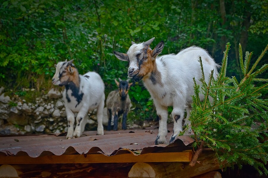 Eco-Camping & Chalets Koren