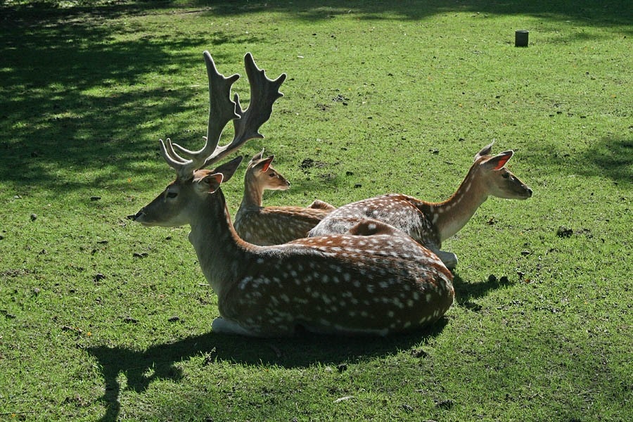 Ardoer Camping De Heldense Bossen