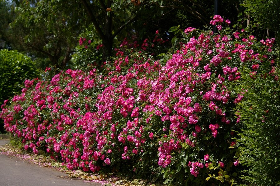 Camping La Belle Etoile