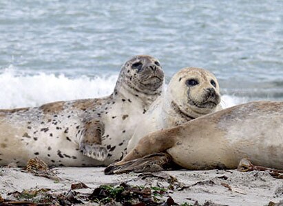 Rømø Familiecamping