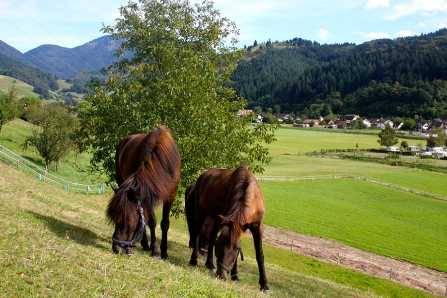 Camping Belchenblick