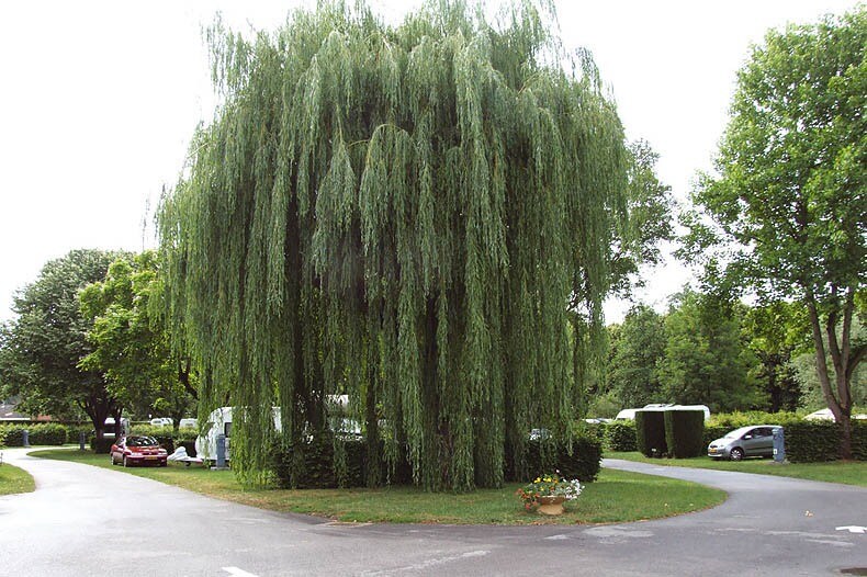 Camping Pâquier Fané