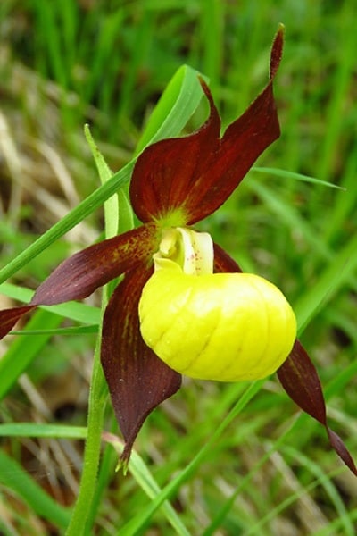 Camping Le Gallo Romain