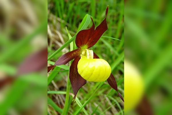 Camping Le Gallo Romain