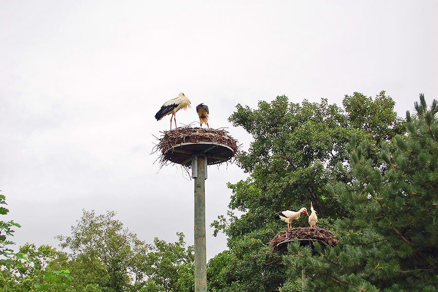 Camping Les Cigognes