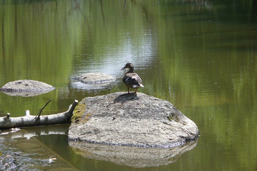Camping Le Rouge Gorge